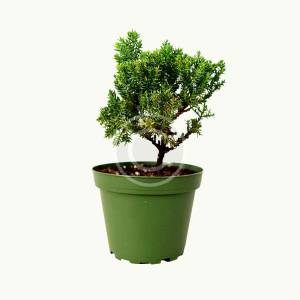 Juniper bonsai tree