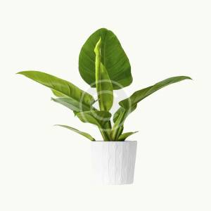 Philodendron
